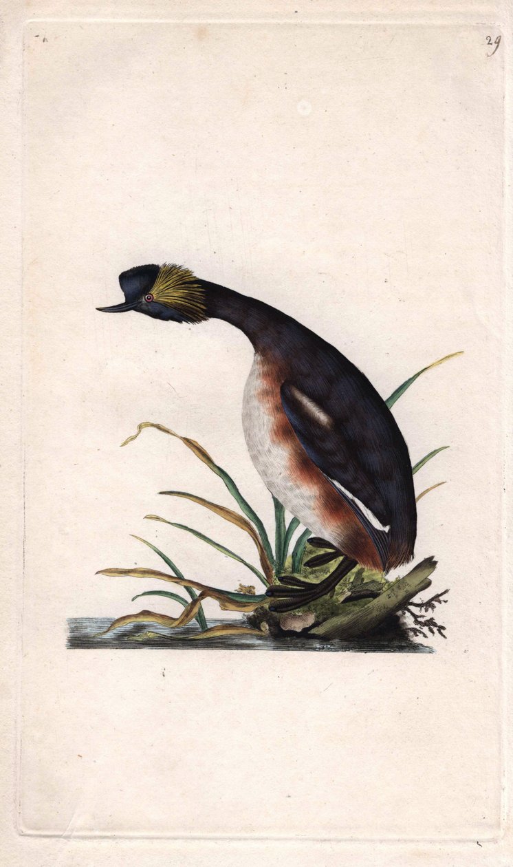 Hornseglare eller öronsnäcka. Podiceps auritus (Colymbus auritus). Kopparstick av Edward Donovan (1768-1837), publicerat i Histoire naturelle des oiseaux britanniques, London. av Edward Donovan