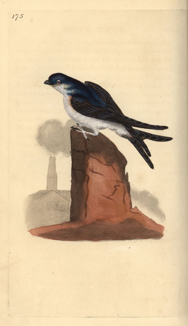 Husmartin, Delichon urbicum, uppflugen på toppen av en skorsten. Handfärgad kopparplåt ritad och graverad av Edward Donovan från hans egen "Natural History of British Birds", London av Edward Donovan