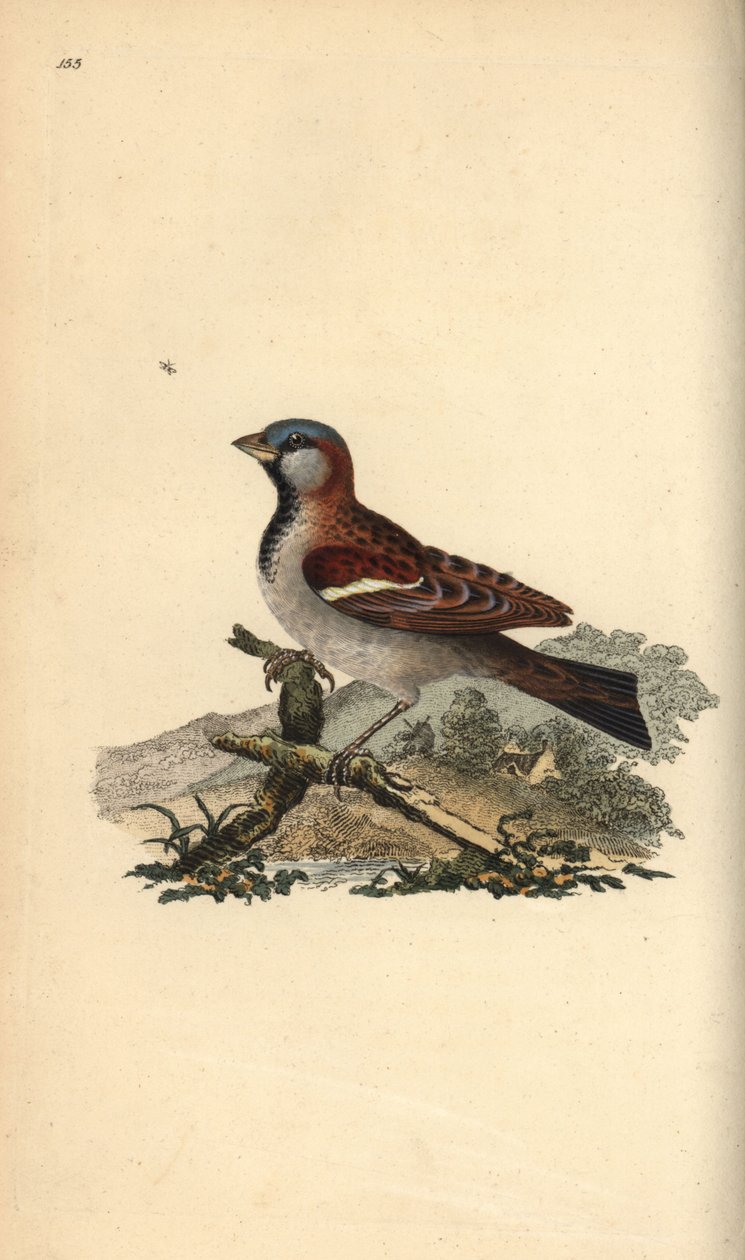 Hussparv, Pour domesticus. Handfärgad kopparplåt ritad och graverad av Edward Donovan från hans egen "Natural History of British Birds", London av Edward Donovan