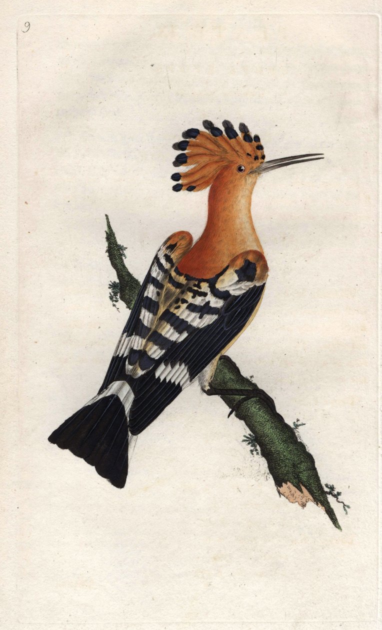 Härfågel. Upupa epops. Kopparstick av Edward Donovan (1768-1837), publicerad i Natural History of British Birds, London av Edward Donovan