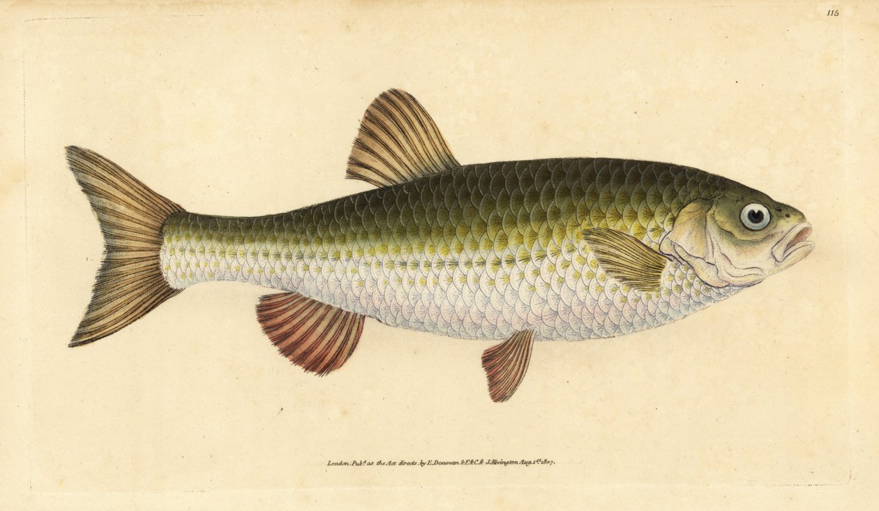 Ide, Leuciscus idus (Chub, Cyprinus jeses). Handfärgad kopparplåt ritad och graverad av Edward Donovan från hans Natural History of British Fishes, Donovan och F.C. och J. Rivington, London av Edward Donovan