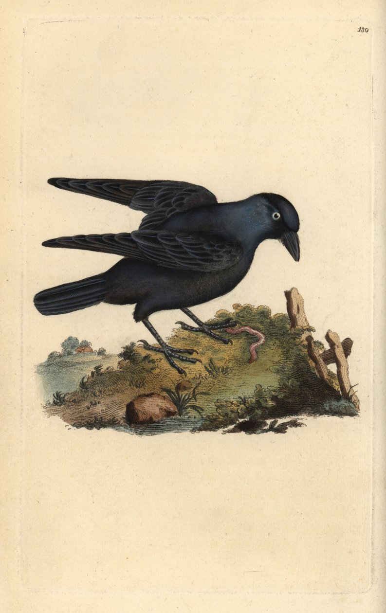 Jackda, Corvus monedula, med mask. Handfärgad kopparplåt ritad och graverad av Edward Donovan från hans egen "Natural History of British Birds" (1794-1819). Edward Donovan (1768-1837) var en anglo-irländsk amatörzoolog, författare, konstnär och gravör. han av Edward Donovan