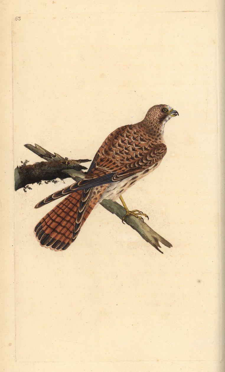 Tornfalk, Falco tinnunculus, hona. Handfärgad kopparplåt ritad och graverad av Edward Donovan från hans egen "Natural History of British Birds", London av Edward Donovan