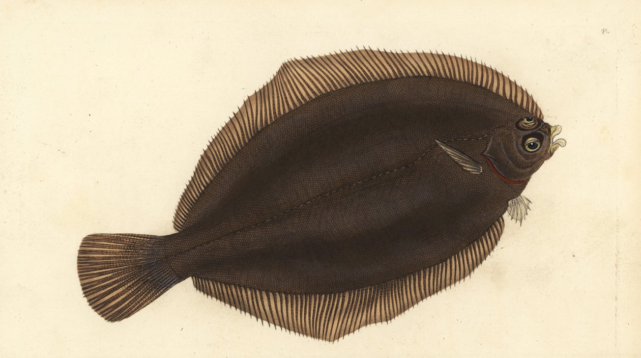 Citrontunga, Microstomus kitt (Småhuvad eller utsmetad dab, Pleuronectes microcephalus). Handfärgad kopparplåt ritad och graverad av Edward Donovan från hans Natural History of British Fishes, Donovan och F.C. och J. Rivington, London av Edward Donovan