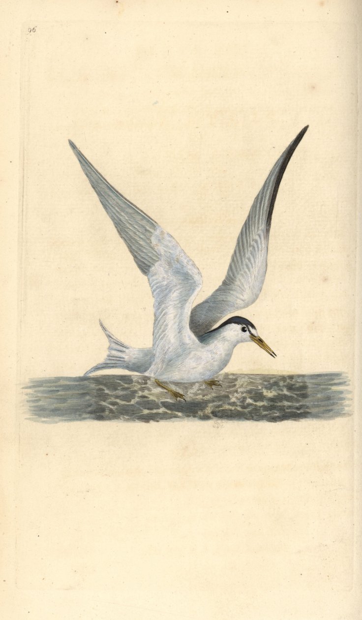 Lilla eller liten tärna, Sternula albifrons. Handfärgad kopparplåt ritad och graverad av Edward Donovan från hans egen "Natural History of British Birds", London av Edward Donovan