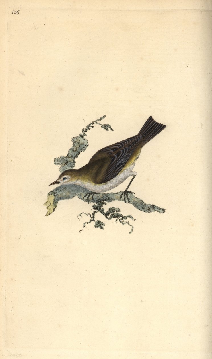 Mindre pettychaps, hippolay motacilla. Handfärgad kopparplåt ritad och graverad av Edward Donovan från hans egen "Natural History of British Birds", London av Edward Donovan