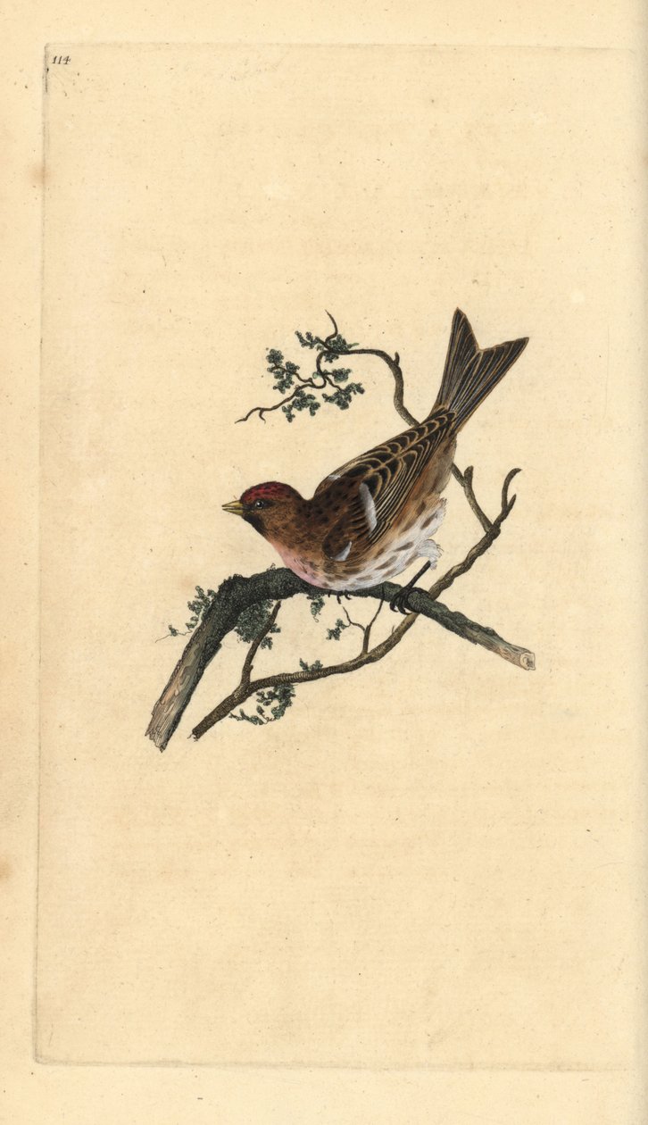 Mindre rödsim, Carduelis-kabaré. Handfärgad kopparplåt ritad och graverad av Edward Donovan från hans egen "Natural History of British Birds", London av Edward Donovan