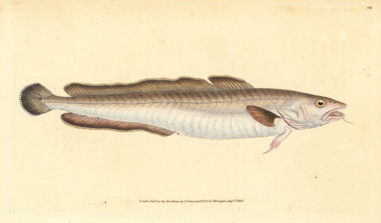 Långfisk, Molva molva (Gadus molva). Handfärgad kopparplåt ritad och graverad av Edward Donovan från hans Natural History of British Fishes, Donovan och F.C. och J. Rivington, London av Edward Donovan