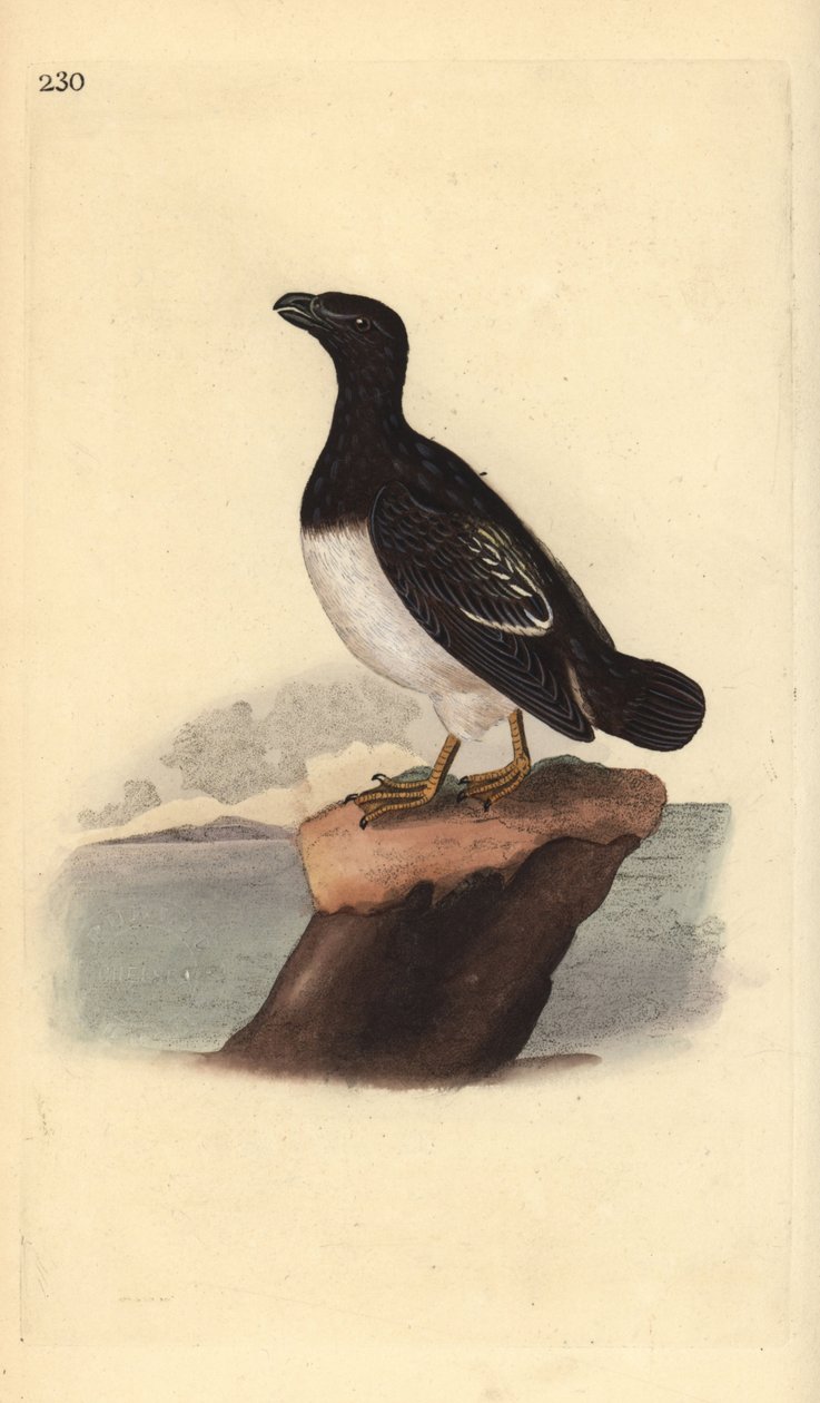Lilla alk eller Dovekie (hona), Alla alle. Handfärgad kopparplåt ritad och graverad av Edward Donovan från hans egen "Natural History of British Birds", London av Edward Donovan