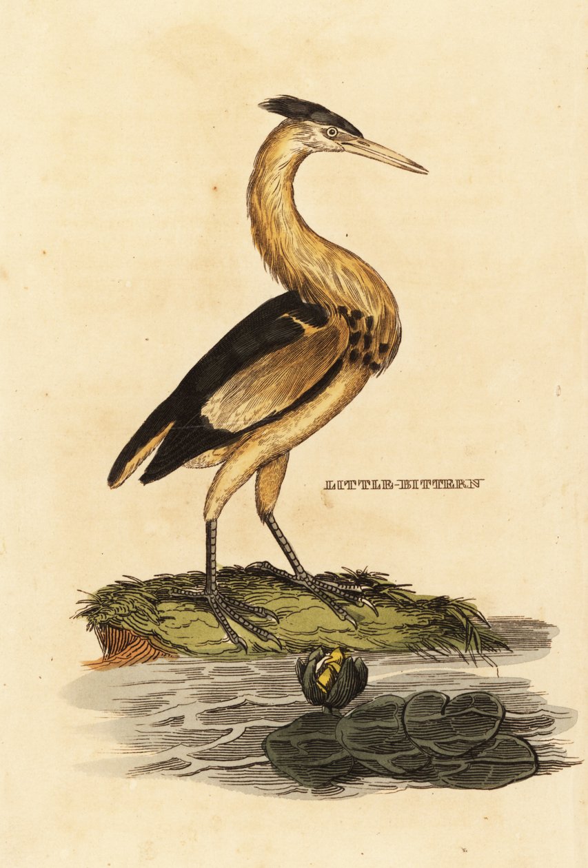 Lilla bittern, Ixobrychus minutus av Edward Donovan