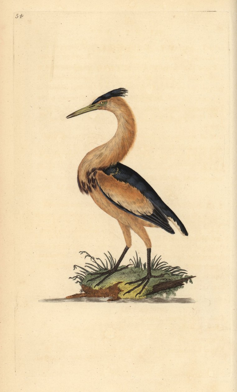 Lilla bittern, Ixobrychus minutus. Handfärgad kopparplåt ritad och graverad av Edward Donovan från hans egen "Natural History of British Birds", London av Edward Donovan