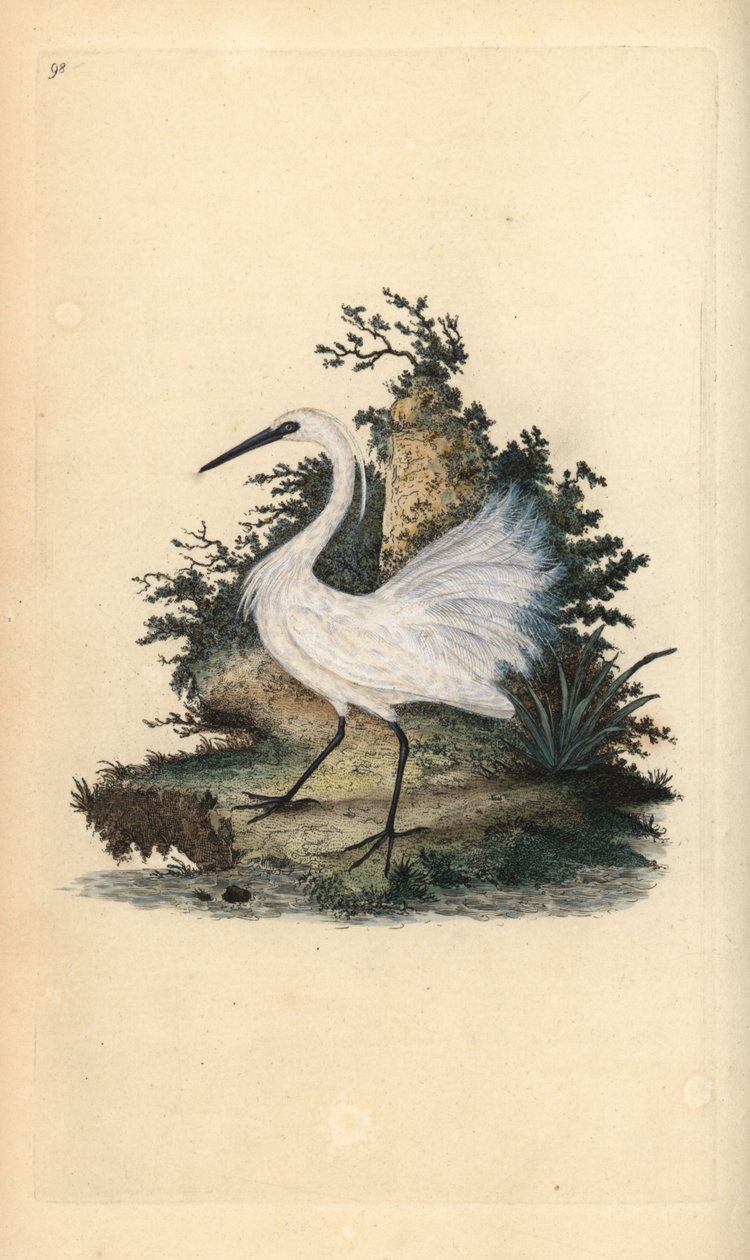 Lilla hägrar, Egreta garzetta. Handfärgad kopparplåt ritad och graverad av Edward Donovan från hans egen "Natural History of British Birds", London av Edward Donovan