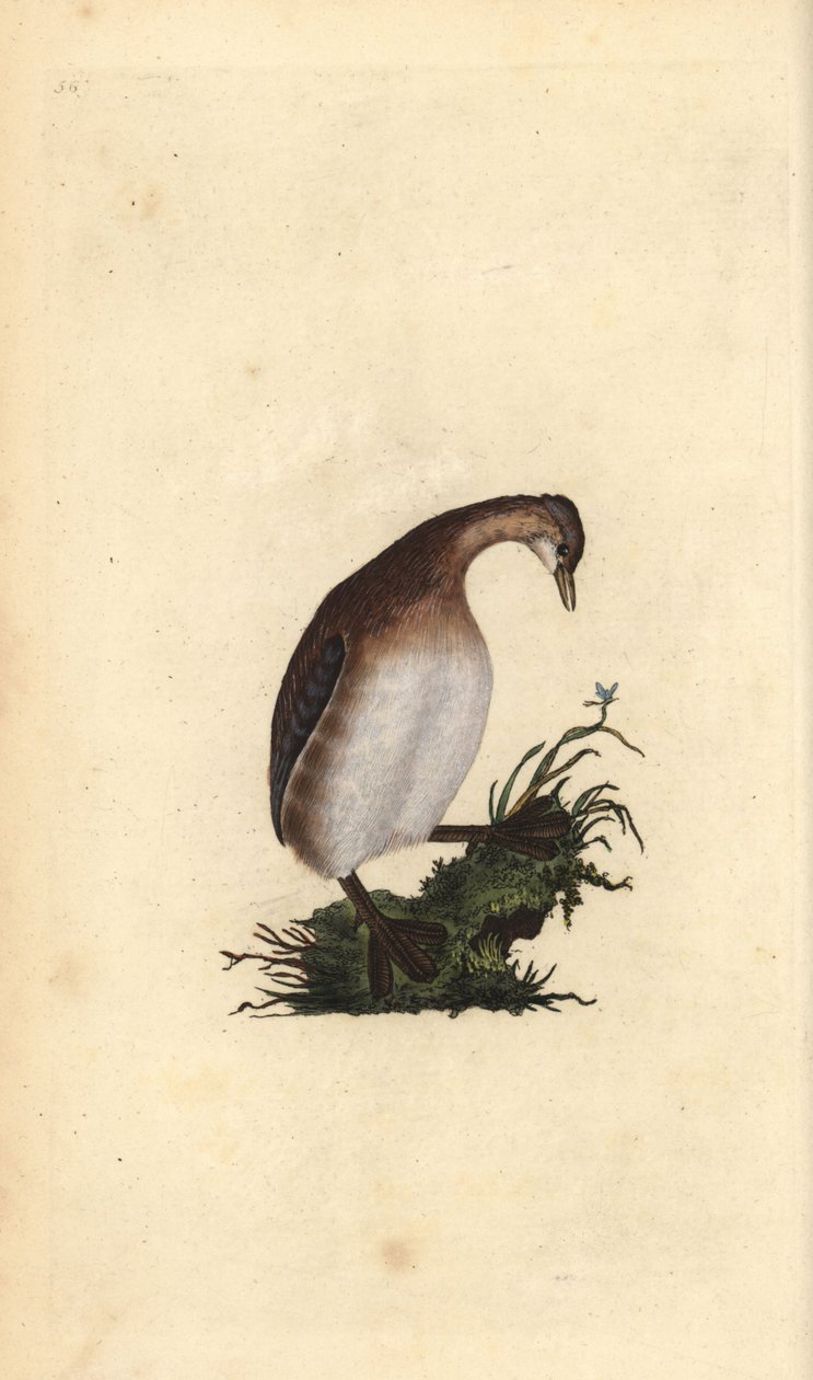 Lilla dopping, Tachybaptus ruficollis. Handfärgad kopparplåt ritad och graverad av Edward Donovan från hans egen "Natural History of British Birds", London av Edward Donovan