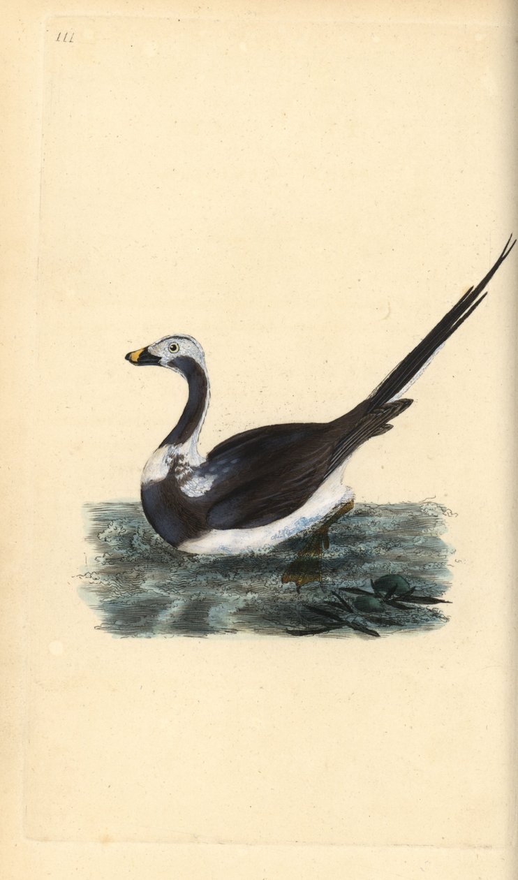 Långstjärtad anka, Clangula hyemalis. Sårbar. Handfärgad kopparplåt ritad och graverad av Edward Donovan från hans egen "Natural History of British Birds", London av Edward Donovan