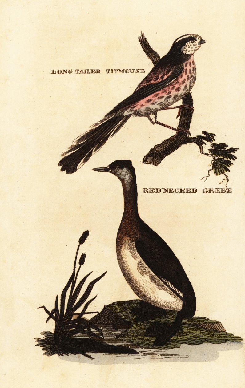 Långsvansmes eller långstjärtmes, Aegithalos caudatus och rödhalsad dopping, Podiceps grisegena av Edward Donovan