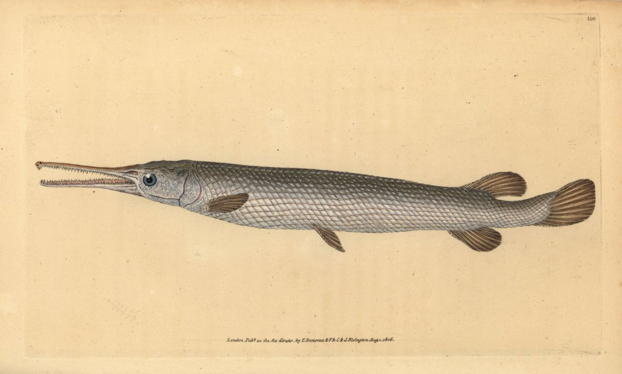 Långnosgar, Lepisosteus osseus (Osseus gar fisk, Esox osseus). Handfärgad kopparplåt ritad och graverad av Edward Donovan från hans Natural History of British Fishes, Donovan och F.C. och J. Rivington, London av Edward Donovan