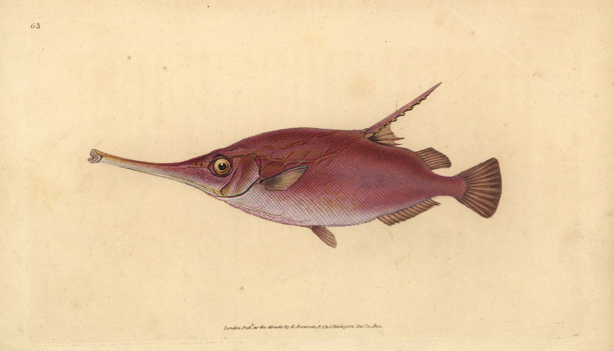 Långryggig snipefish, Macroramphosus scolopax (Snipe eller trumpetfisk, Centriscus scolopax). Handfärgad kopparplåt ritad och graverad av Edward Donovan från hans Natural History of British Fishes, Donovan och F.C. och J. Rivington, London av Edward Donovan