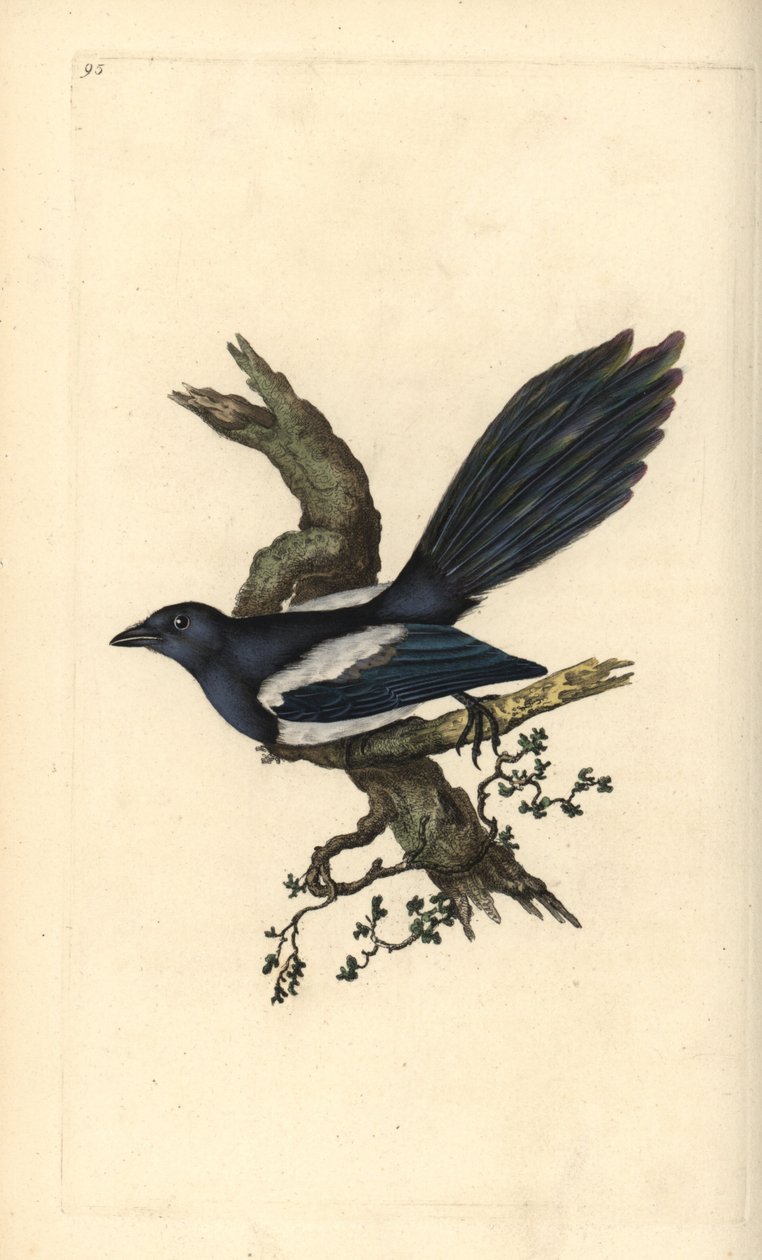 Elritsa, Pica pica. Handkolorerat kopparstick tecknat och graverat av Edward Donovan från hans egen "Natural History of British Birds", London. av Edward Donovan