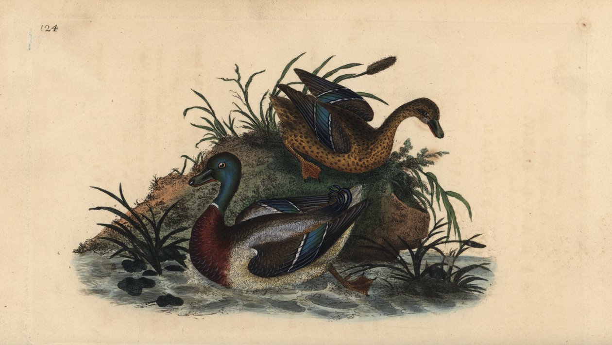 Gräsand, Anas platyrhynchos, han- och honpar. Handfärgad kopparplåt ritad och graverad av Edward Donovan från hans egen "Natural History of British Birds", London av Edward Donovan