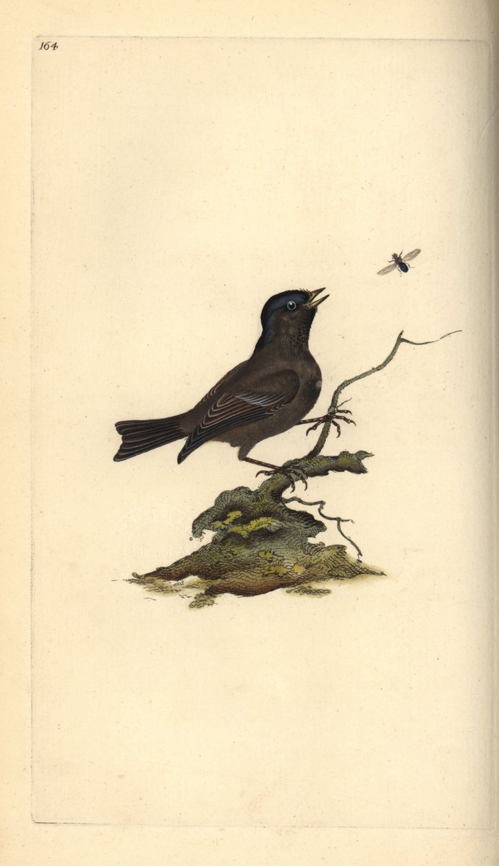 Marsh Tit, Poecile Palustris. Handfärgad kopparplåt ritad och graverad av Edward Donovan från hans egen "Natural History of British Birds", London av Edward Donovan