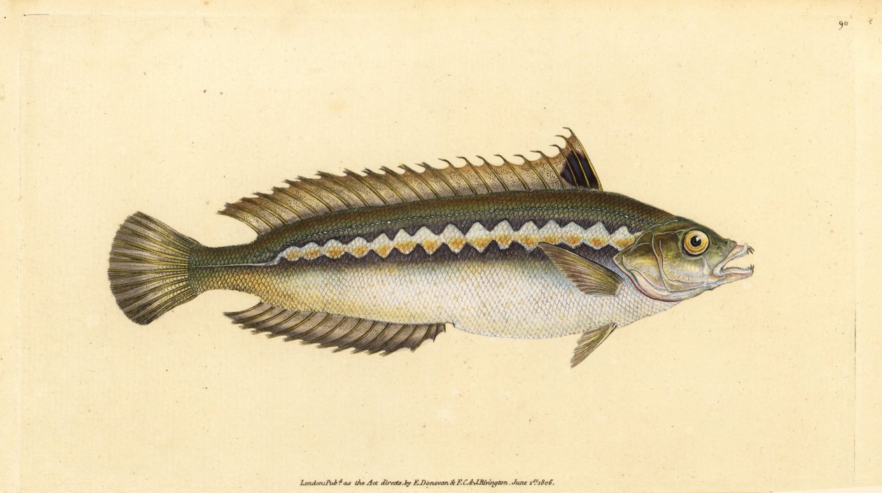 Medelhavsregnbågsläpfisk, Coris julis (Indragsrandig läppefisk, Labrus julis). Handfärgad kopparplåt ritad och graverad av Edward Donovan från hans Natural History of British Fishes, Donovan och F.C. och J. Rivington, London av Edward Donovan