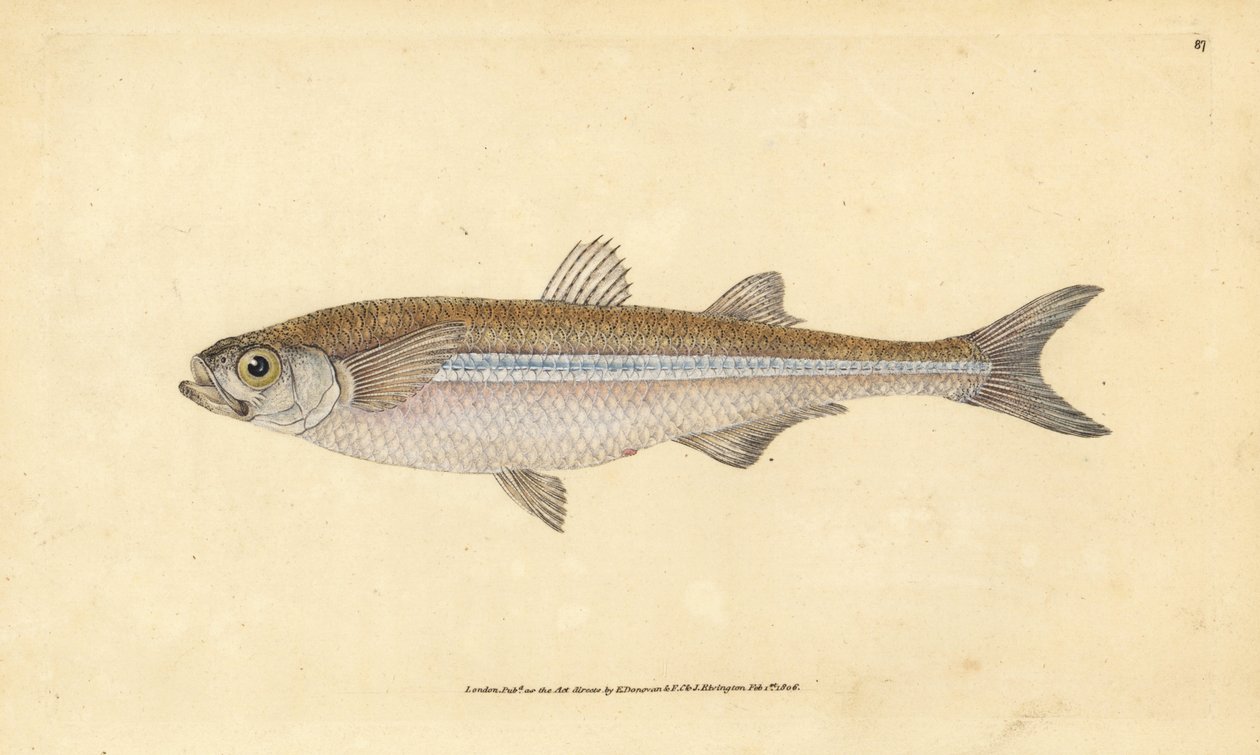Medelhavssandsmälta eller europeisk atherin, Atherina hepsetus. Handkolorerat kopparstick tecknat och graverat av Edward Donovan från hans Natural History of British Fishes, Donovan and F.C. and J. Rivington, London. av Edward Donovan