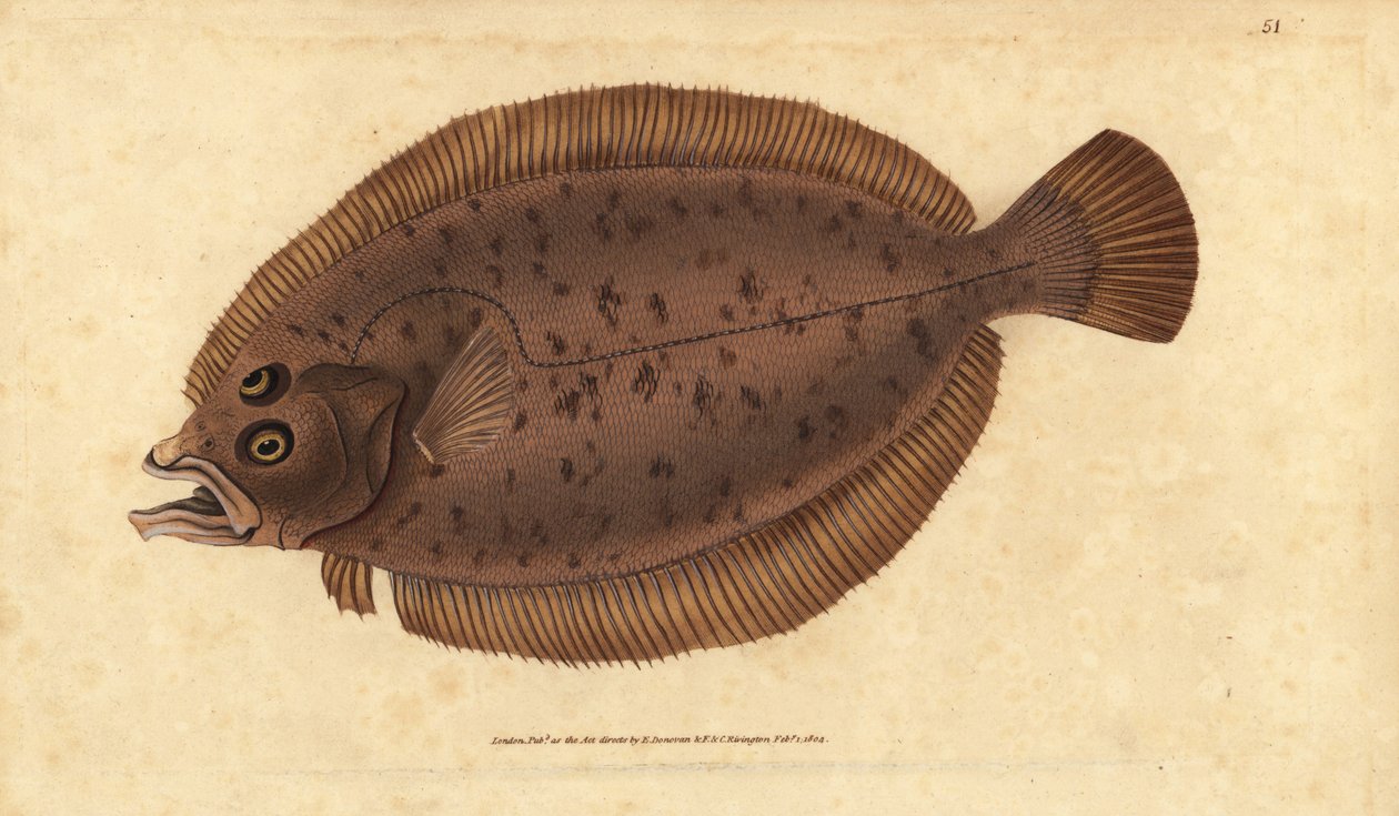 Megrim eller doft, Lepidorhombus whiffiagonis (Pleuronectes megastoma). Handfärgad kopparplåt ritad och graverad av Edward Donovan från hans Natural History of British Fishes, Donovan och F.C. och J. Rivington, London av Edward Donovan