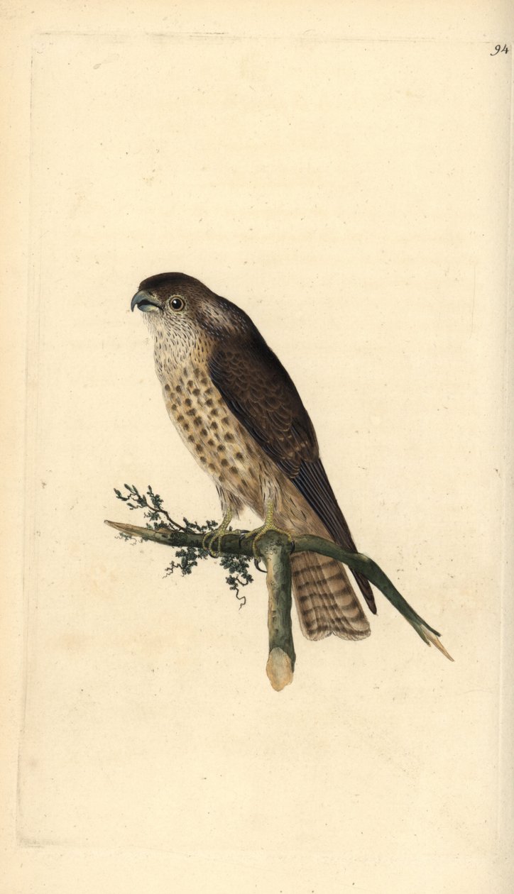 Merlin, Falco columbarius. Handfärgad kopparplåt ritad och graverad av Edward Donovan från hans egen "Natural History of British Birds", London av Edward Donovan