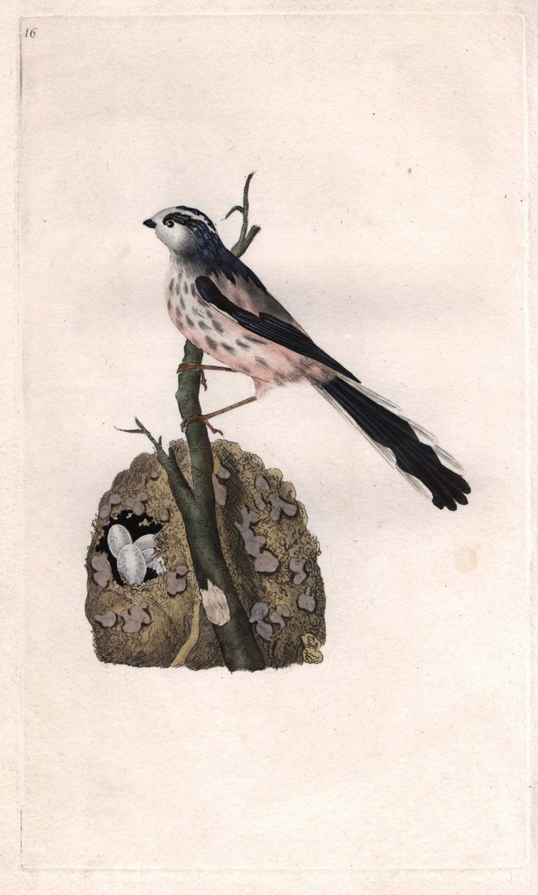 Mesange har en lång svans. Aegithalos caudatus (Parus caudatus). Kopparstick av Edward Donovan (1768-1837), publicerat i Histoire naturelle des oiseaux britanniques, London. av Edward Donovan