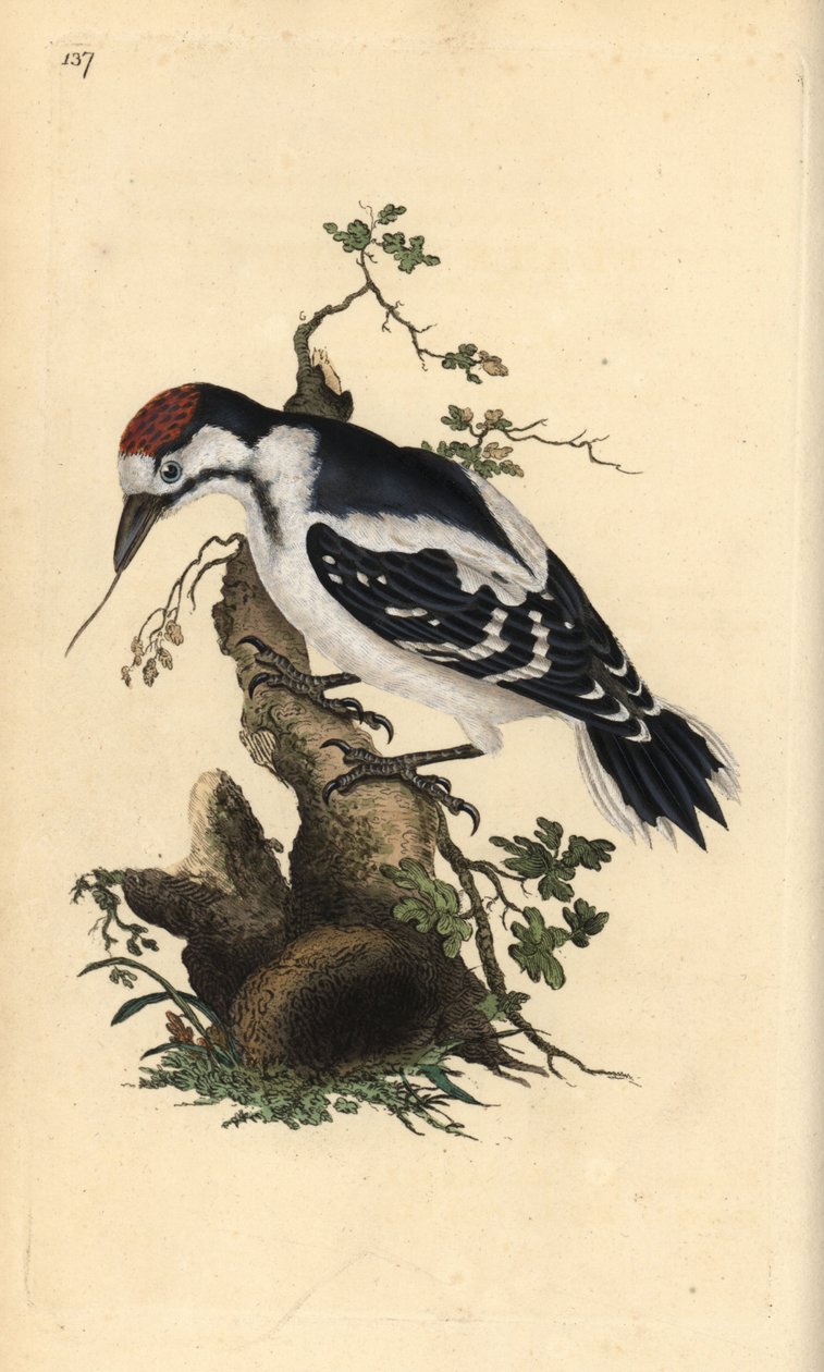 Mellanfläckig hackspett, Dendrocopos medius. Handfärgad kopparplåt ritad och graverad av Edward Donovan från hans egen "Natural History of British Birds", London av Edward Donovan