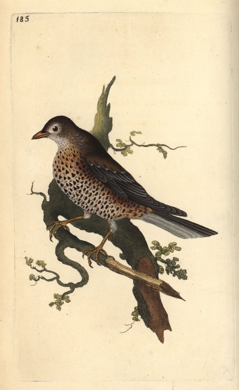 Misteltrast, Turdus viscivorus. Handfärgad kopparplåt ritad och graverad av Edward Donovan från hans egen "Natural History of British Birds", London av Edward Donovan