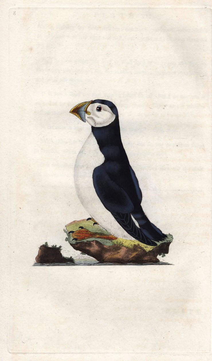 Munk skärvatten. Fratercula arctica (Alca arctica). Kopparstick av Edward Donovan (1768-1837), publicerad i Natural History of British Birds, London av Edward Donovan