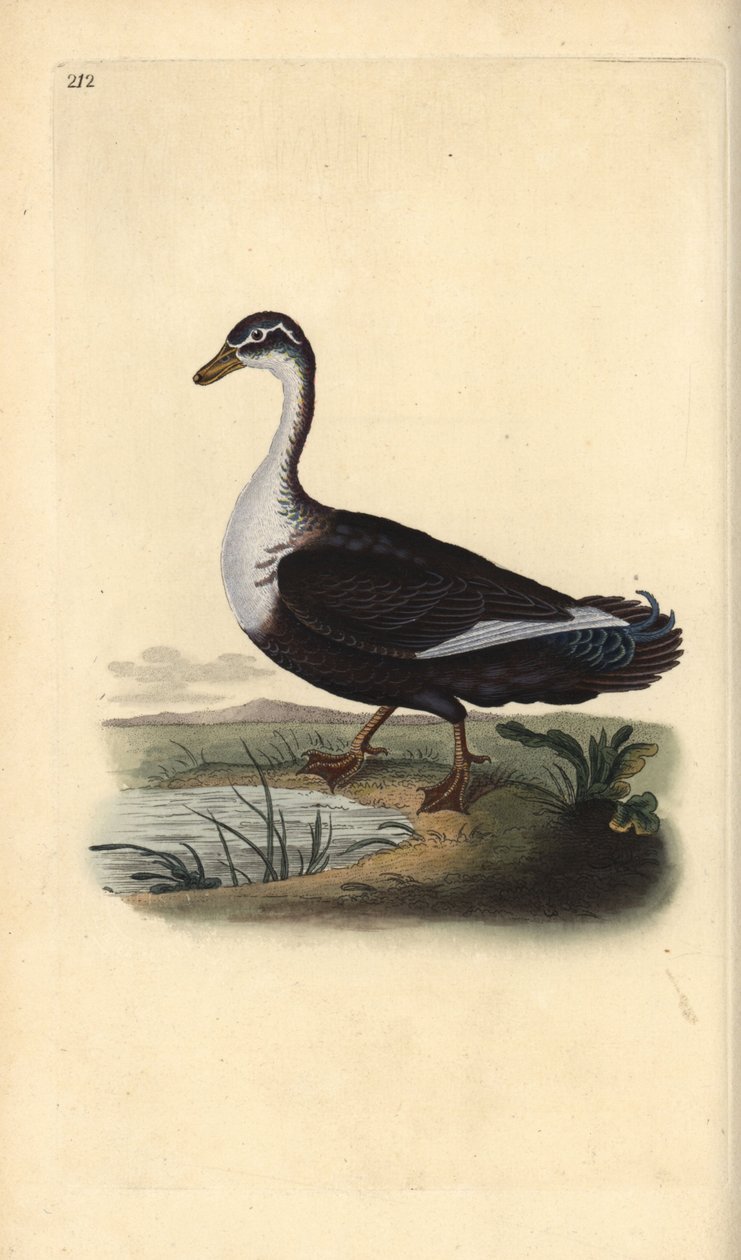 Muscovy anka (variant), Cairina moschata. Handfärgad kopparplåt ritad och graverad av Edward Donovan från hans egen "Natural History of British Birds", London av Edward Donovan