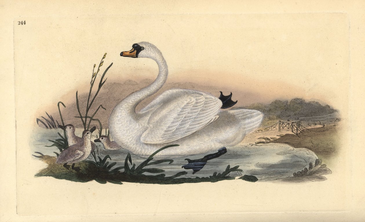 Knopsvan, Cygnus olor, med ungar. Handfärgad kopparplåt ritad och graverad av Edward Donovan från hans egen "Natural History of British Birds", London av Edward Donovan