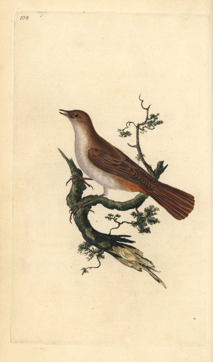 Näktergal, Luscinia megarhynchos. Handfärgad kopparplåt ritad och graverad av Edward Donovan från hans egen "Natural History of British Birds", London av Edward Donovan