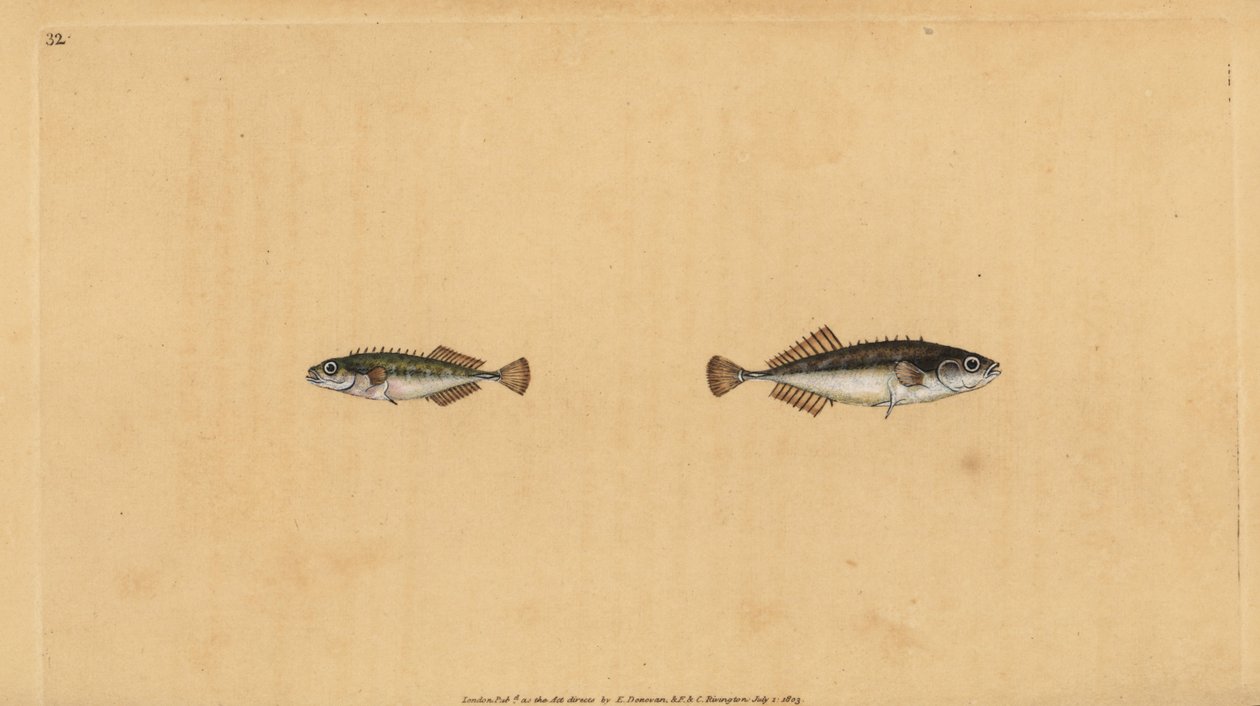 Ninepine stickleback, Pungitius pungitius (Linder eller tio-piged stickleback, Gasterosteus pungitius). Handfärgad kopparplåt ritad och graverad av Edward Donovan från hans Natural History of British Fishes, Donovan och F.C. och J. Rivington, London av Edward Donovan