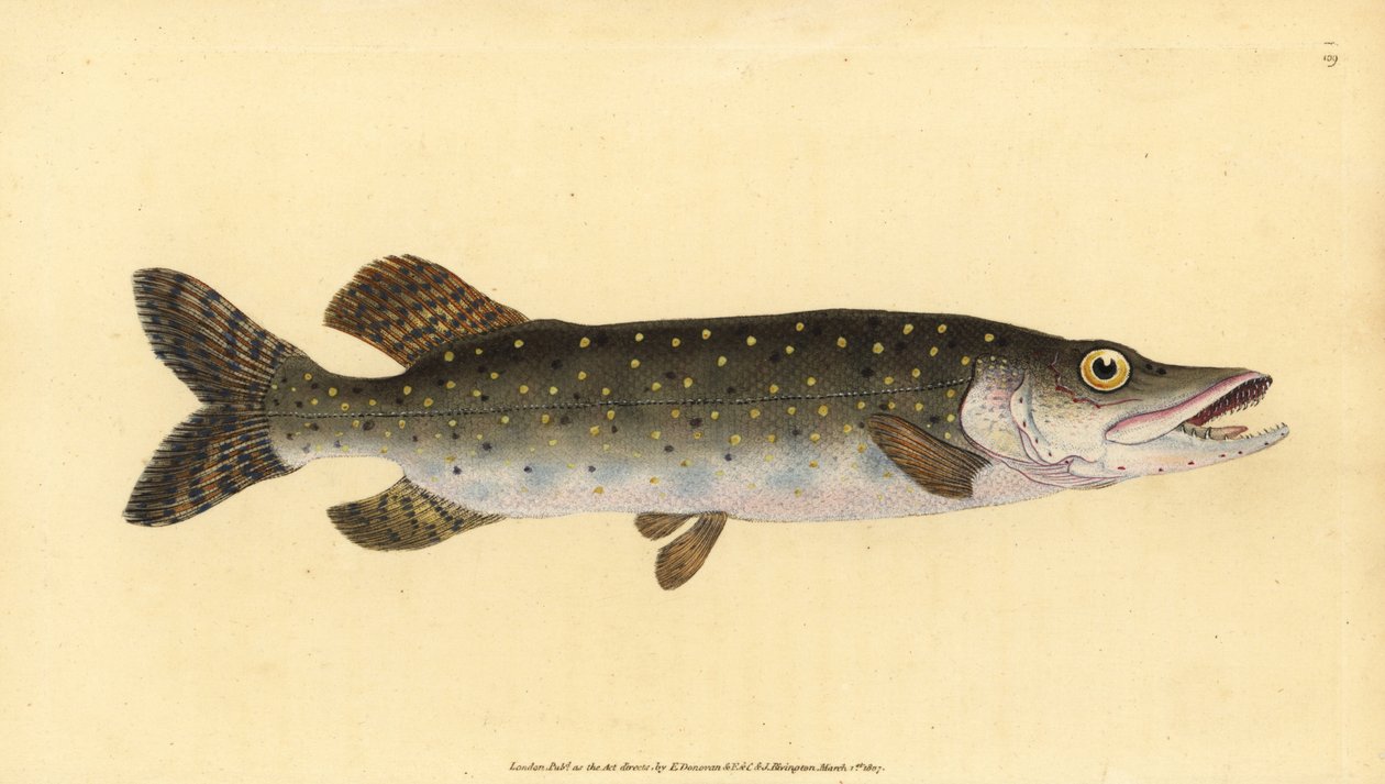 Pike i matu, Esox lucius. Pepa apamemea lanu lima na tusia ma vaneina e Edward Donovan mai lana Talafaasolopito Faanatura o British Fishes, Donovan ma F.C. ma J. Rivington, Londonswed av Edward Donovan