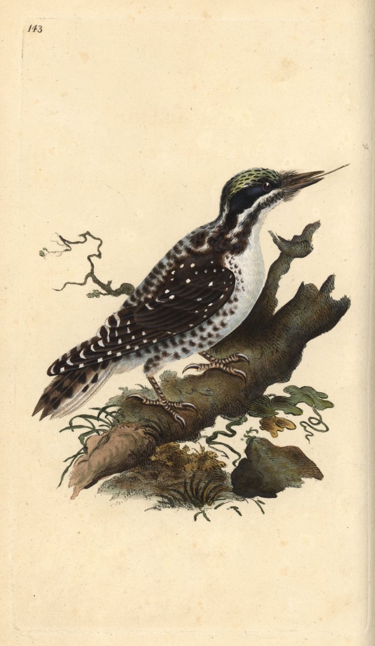 Nordlig tretåig hackspett. Picoides tridactylus. Handfärgad kopparplåt ritad och graverad av Edward Donovan från hans egen "Natural History of British Birds", London av Edward Donovan