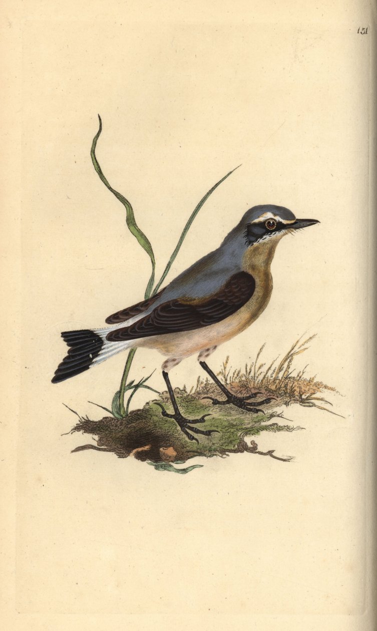 Nordvete, Oenanthe oenanthe. Handfärgad kopparplåt ritad och graverad av Edward Donovan från hans egen "Natural History of British Birds", London av Edward Donovan