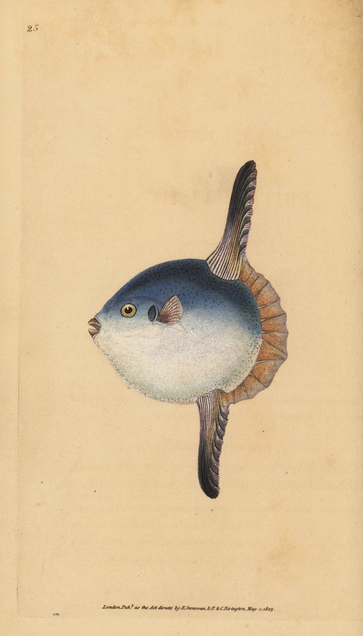 Havssolfisk, Mola mola. Sårbar. (Solfisk, Tetrodon mola). Handfärgad kopparplåt ritad och graverad av Edward Donovan från hans Natural History of British Fishes, Donovan och F.C. och J. Rivington, London av Edward Donovan