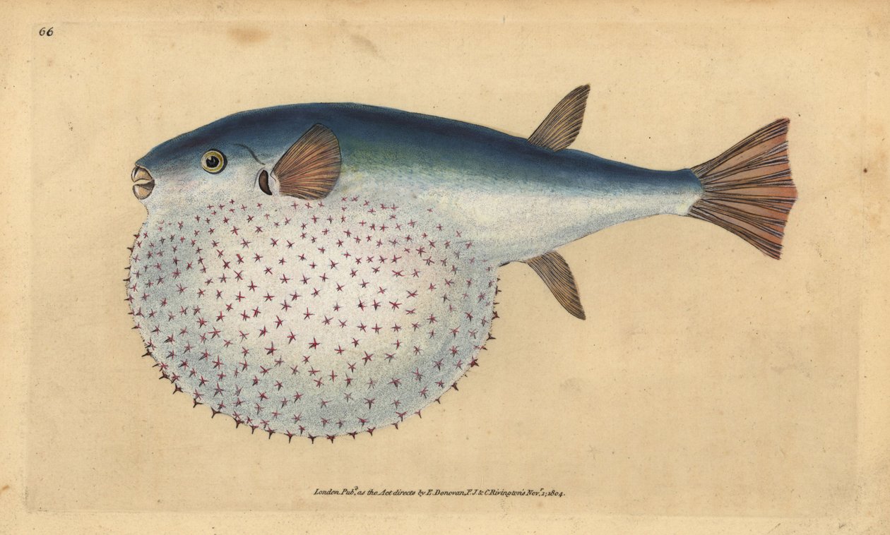 Oceanisk puffer, Lagocephalus lagocephalus (Stellartad klotfisk, Tetrodon stellatus). Handfärgad kopparplåt ritad och graverad av Edward Donovan från hans Natural History of British Fishes, Donovan och F.C. och J. Rivington, London av Edward Donovan