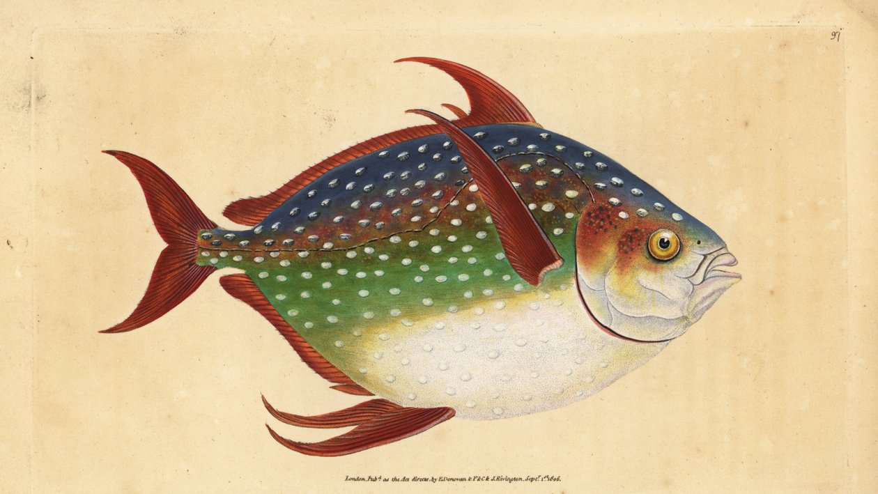 Opah eller kungfisk, Lampris guttatus (Zeus luna). Handfärgad kopparplåt ritad och graverad av Edward Donovan från hans Natural History of British Fishes, Donovan och F.C. och J. Rivington, London av Edward Donovan