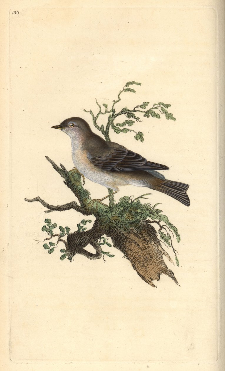 Orphean sångare, Sylvia hydrtensis eller större småsångare. Handfärgad kopparplåt ritad och graverad av Edward Donovan från hans egen "Natural History of British Birds", London av Edward Donovan