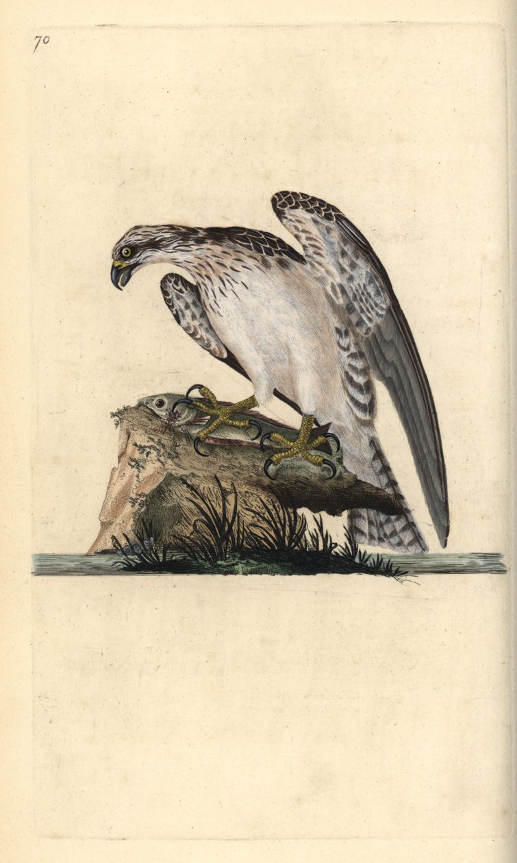 Fiskgjuse, Pandion haliaetus, stående på en fångad fisk. Handfärgad kopparplåt ritad och graverad av Edward Donovan från hans egen "Natural History of British Birds", London av Edward Donovan