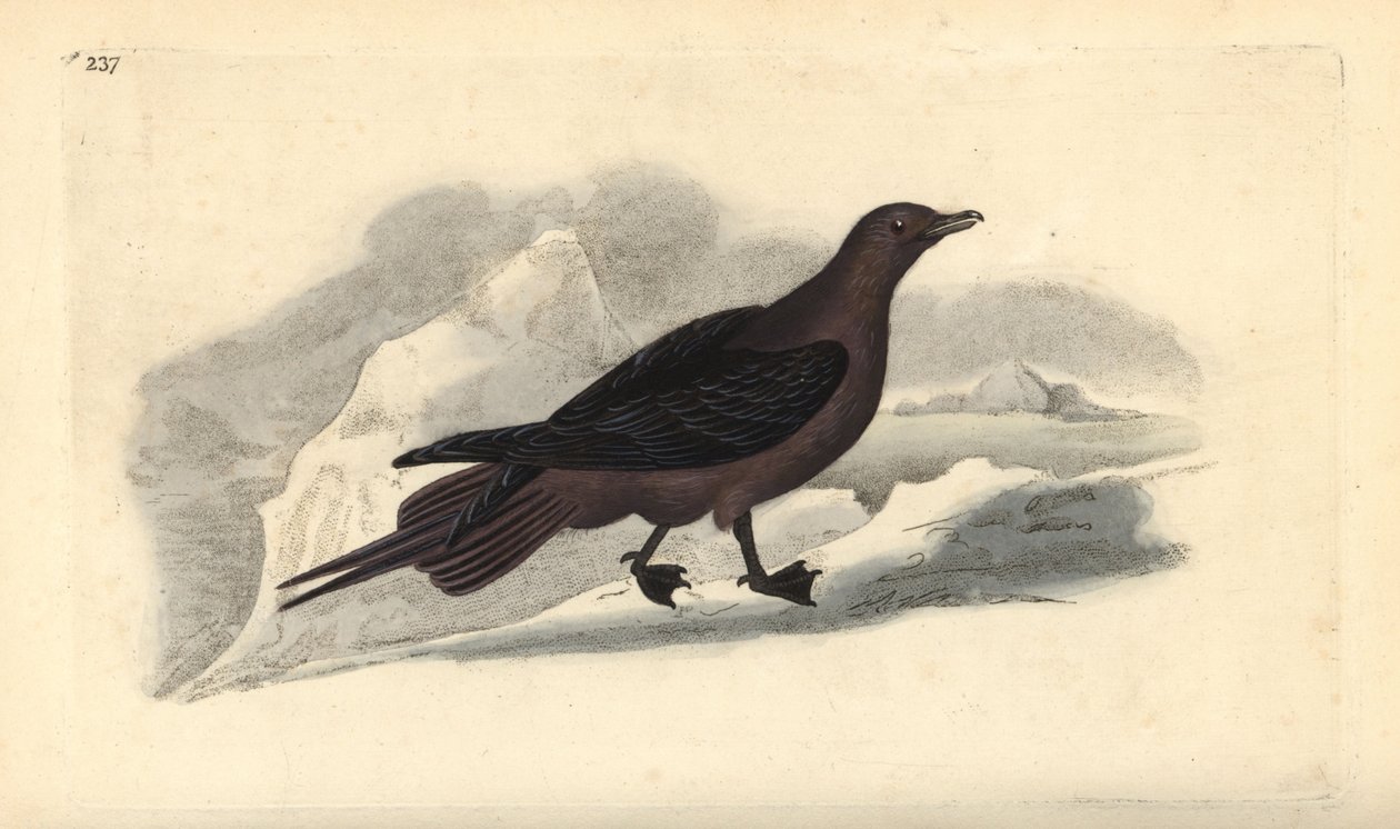 Parasitisk Jaeger, Stercorarius parasiticus. Handfärgad kopparplåt ritad och graverad av Edward Donovan från hans egen "Natural History of British Birds", London av Edward Donovan