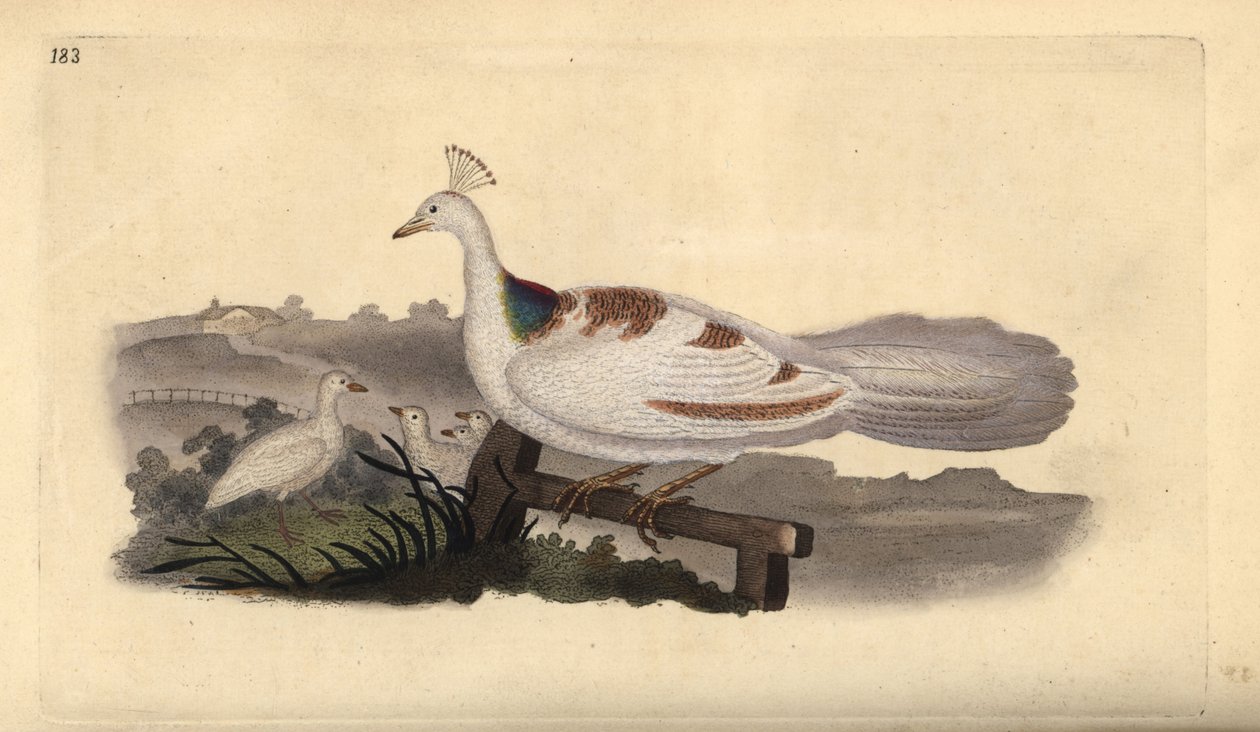 Påfågelfot, Pavo cristatus, hona med ungar. Handfärgad kopparplåt ritad och graverad av Edward Donovan från hans egen "Natural History of British Birds", London av Edward Donovan