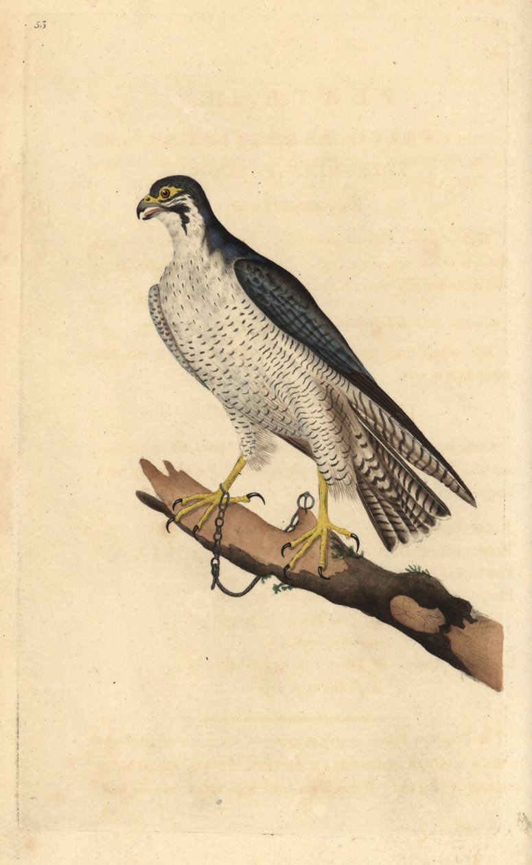 Pilgrimsfalk, Falco peregrinus, kedjad vid en gren. Handfärgad kopparplåt ritad och graverad av Edward Donovan från hans egen "Natural History of British Birds", London av Edward Donovan
