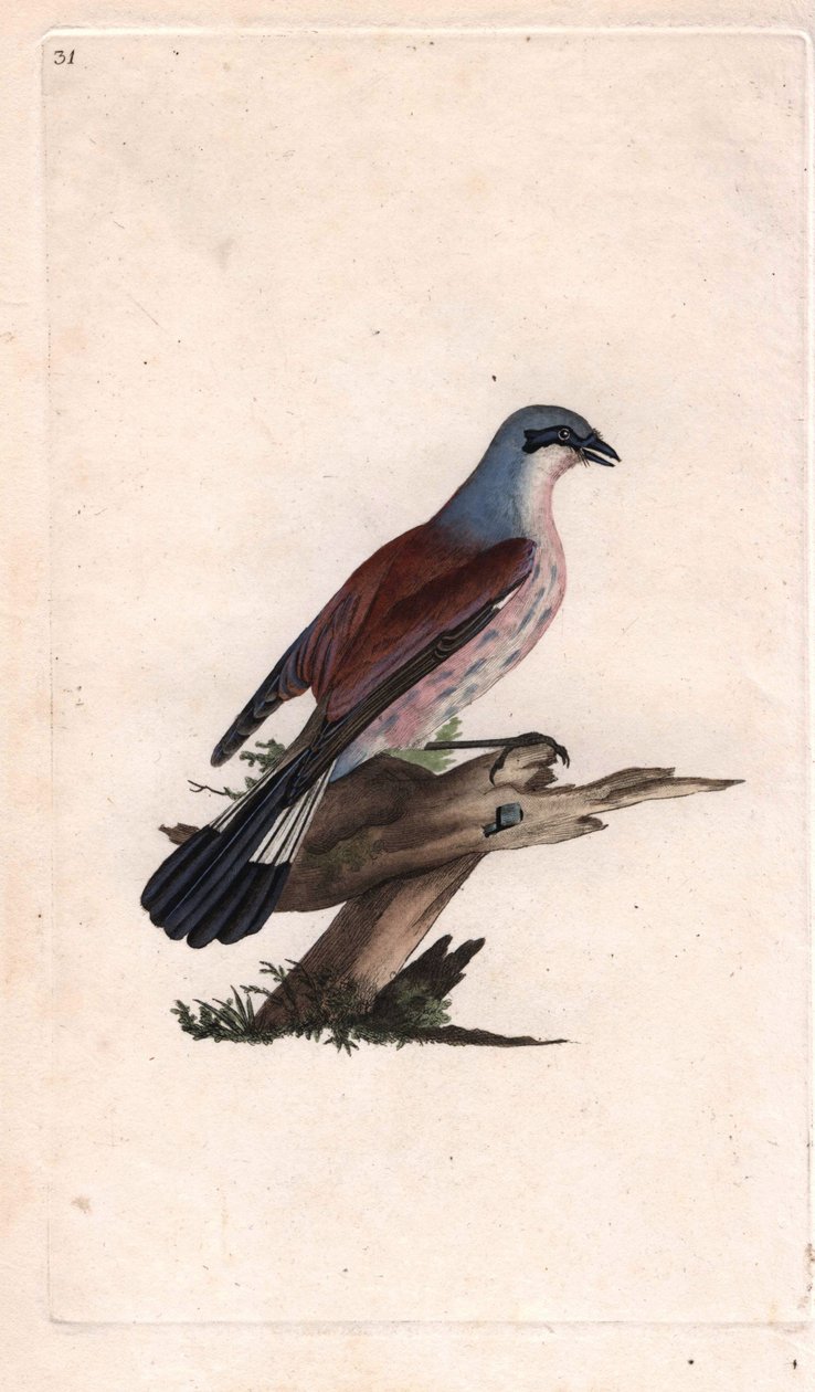 Flayer Shrike Skata. Lanius collurio. Kopparstick av Edward Donovan (1768-1837), publicerad i Natural History of British Birds, London av Edward Donovan