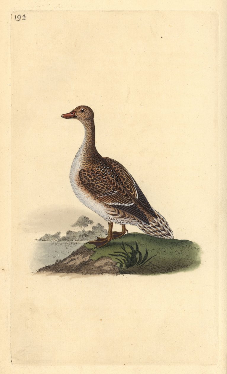 Pintail, Anas acuta, hona. Handfärgad kopparplåt ritad och graverad av Edward Donovan från hans egen "Natural History of British Birds", London av Edward Donovan
