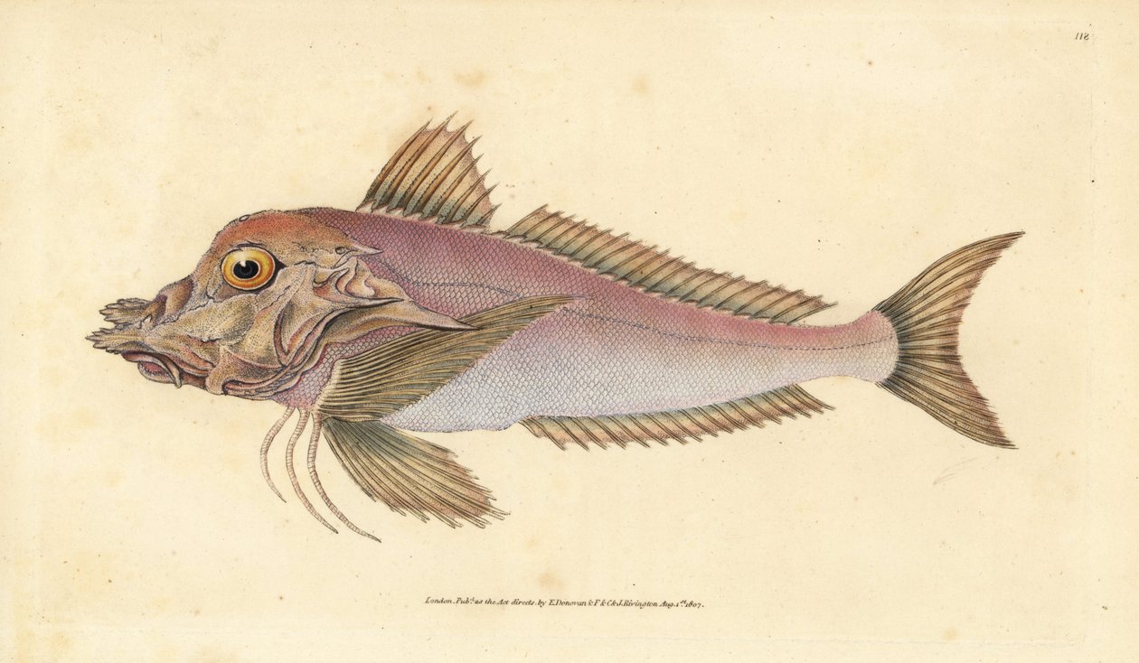 Piper, Trigla lyra. Handfärgad kopparplåt ritad och graverad av Edward Donovan från hans Natural History of British Fishes, Donovan och F.C. och J. Rivington, London av Edward Donovan
